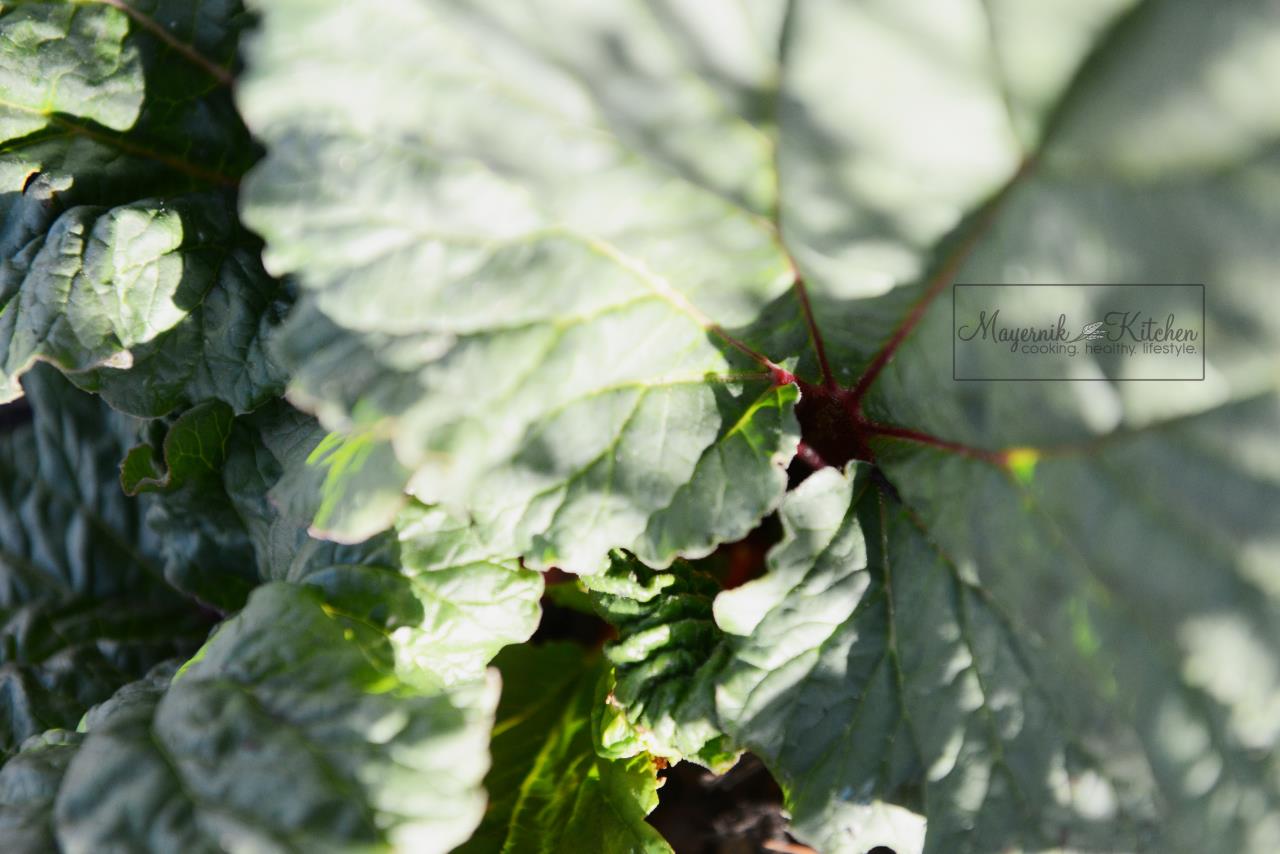Rhubarb - Mayernik Garden - Northern New Jersey - #mayernikkitchen