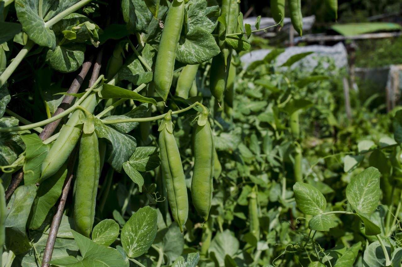 Fresh Garden Peas - Mayernik Garden - Mayernik Kitchen