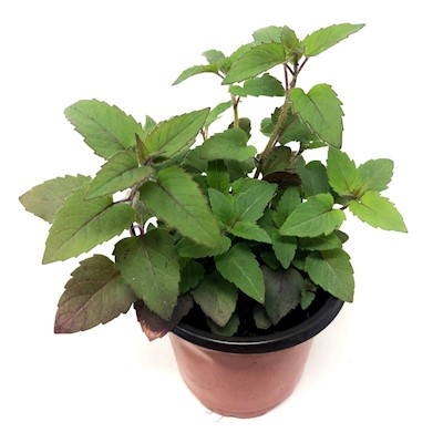 Bee balm - Live Plant