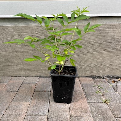 Elderberry - Live Plant