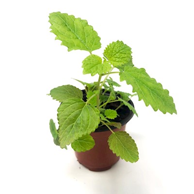 Lemon Balm - Live Plant