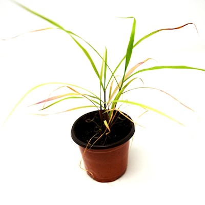 Lemongrass - Live Plant