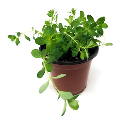 St. John's Wort - Live Plant