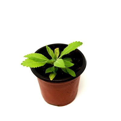 White Sage - Live Plant