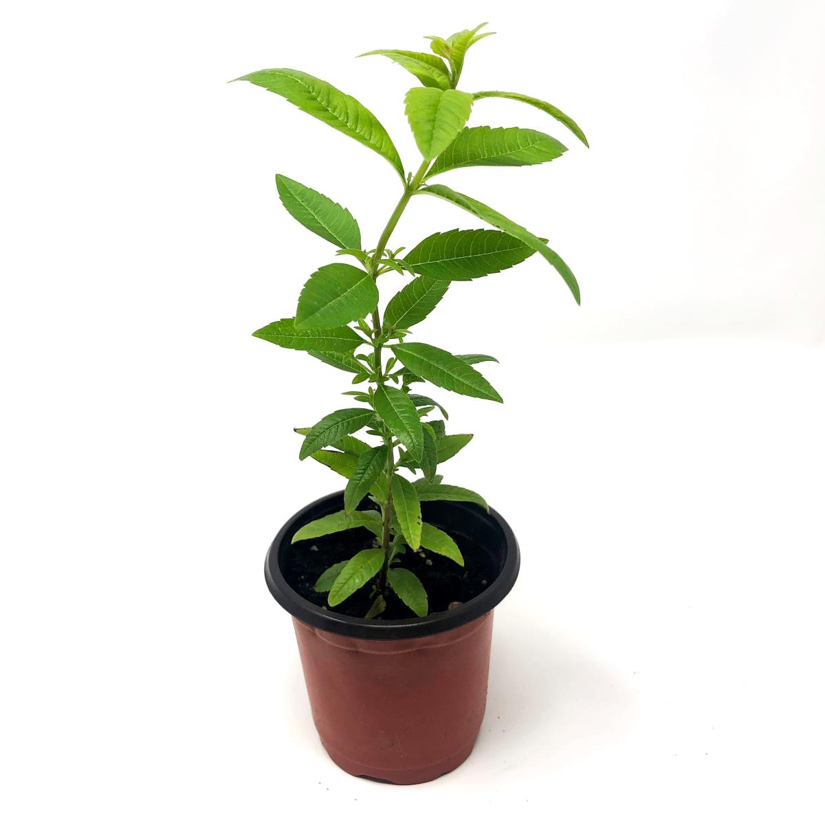 Lemon Verbena - Live Plant