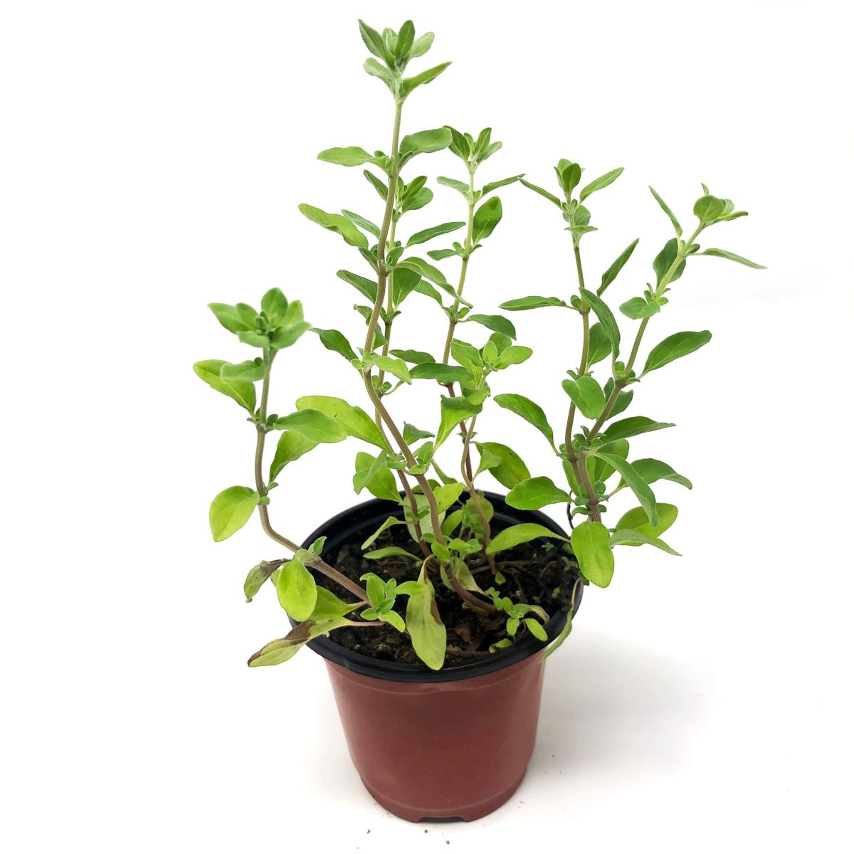 Marjoram - Live Plant