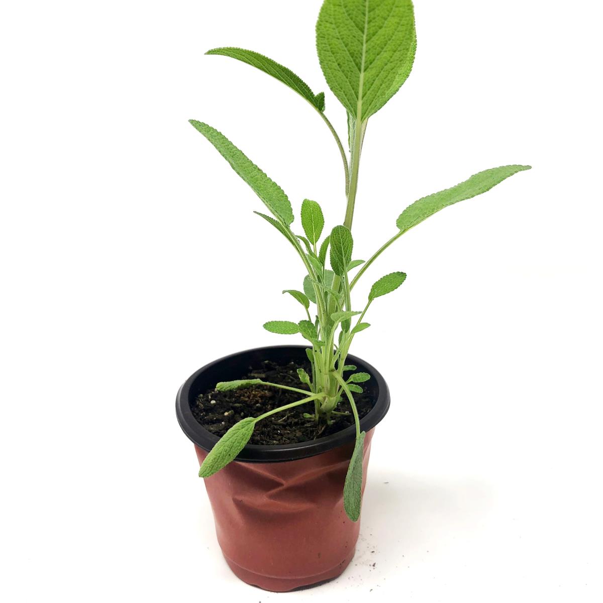 Sage - Live Plant