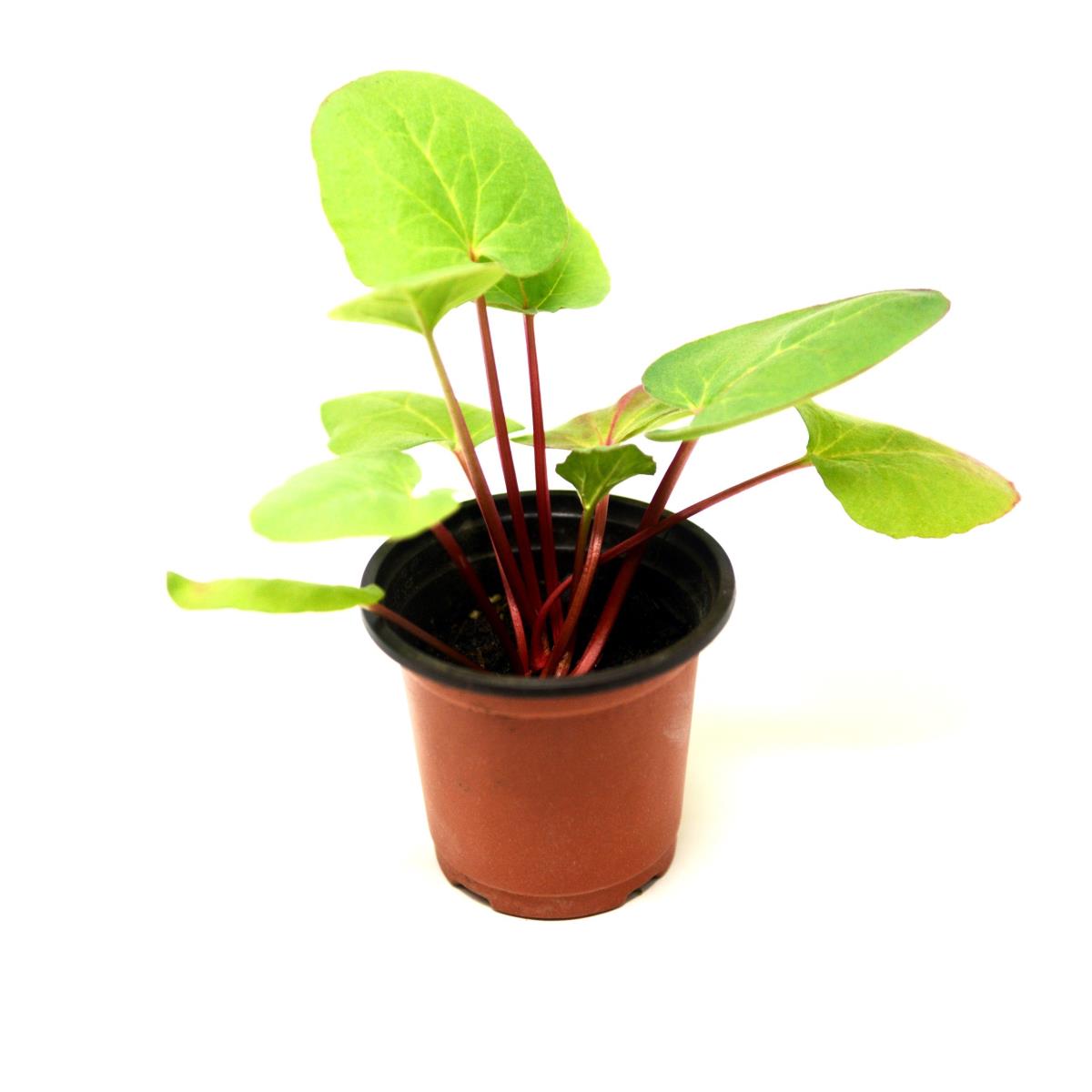 Rhubarb - Live Plant