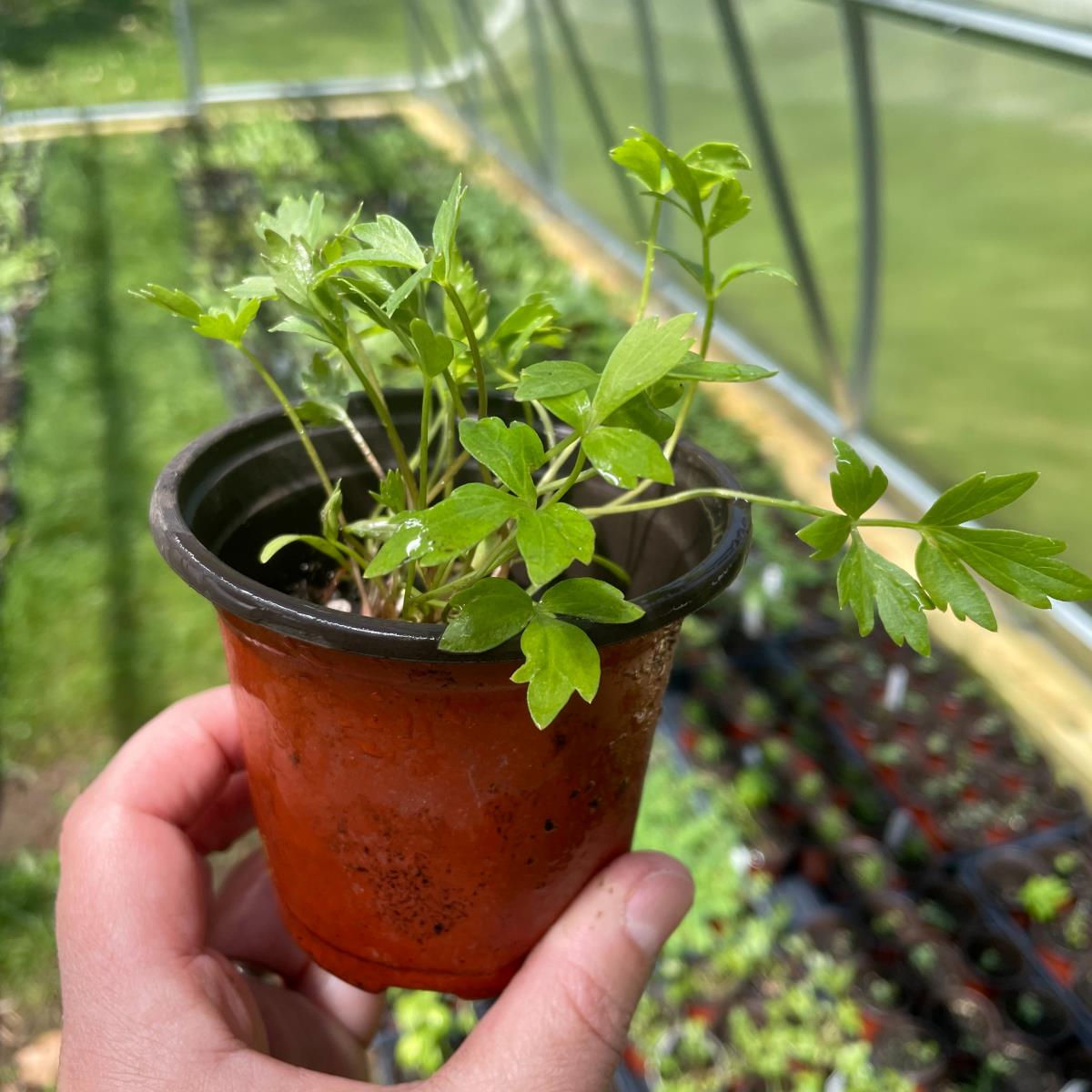 Lovage - Live Plant