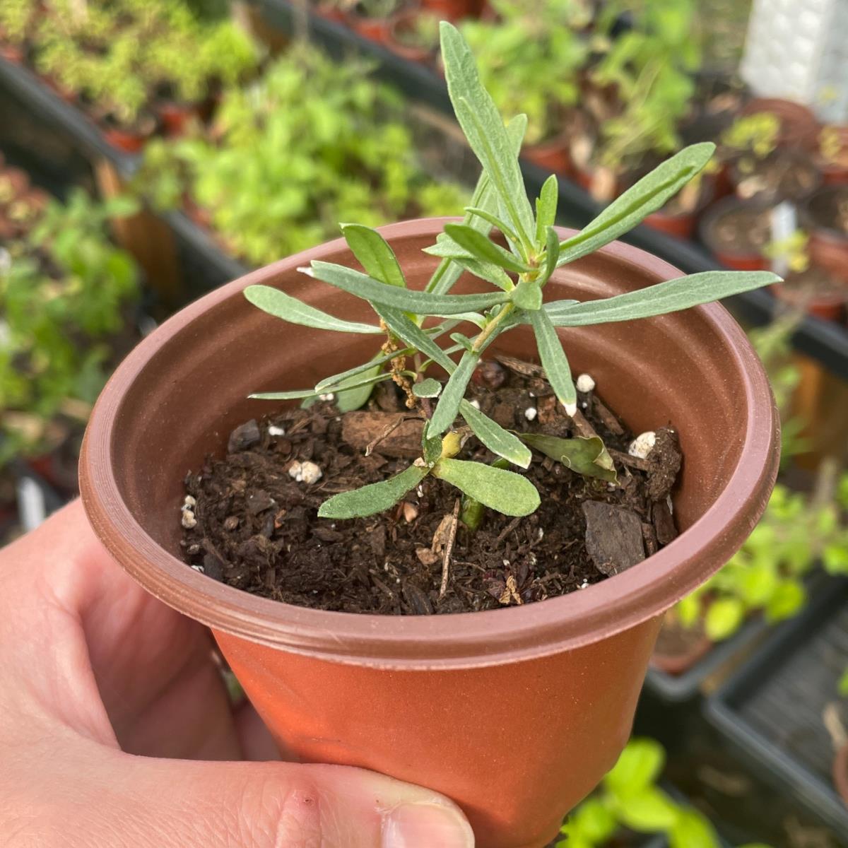 Tarragon - Live Plant