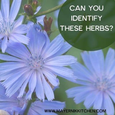 Can you identify these herbs?