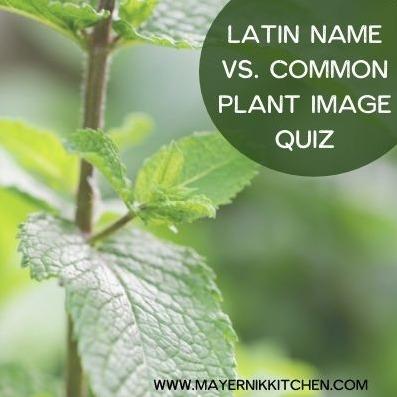 Latin Name vs. Common Plant